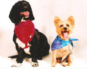 Picture Perfect Puppies!