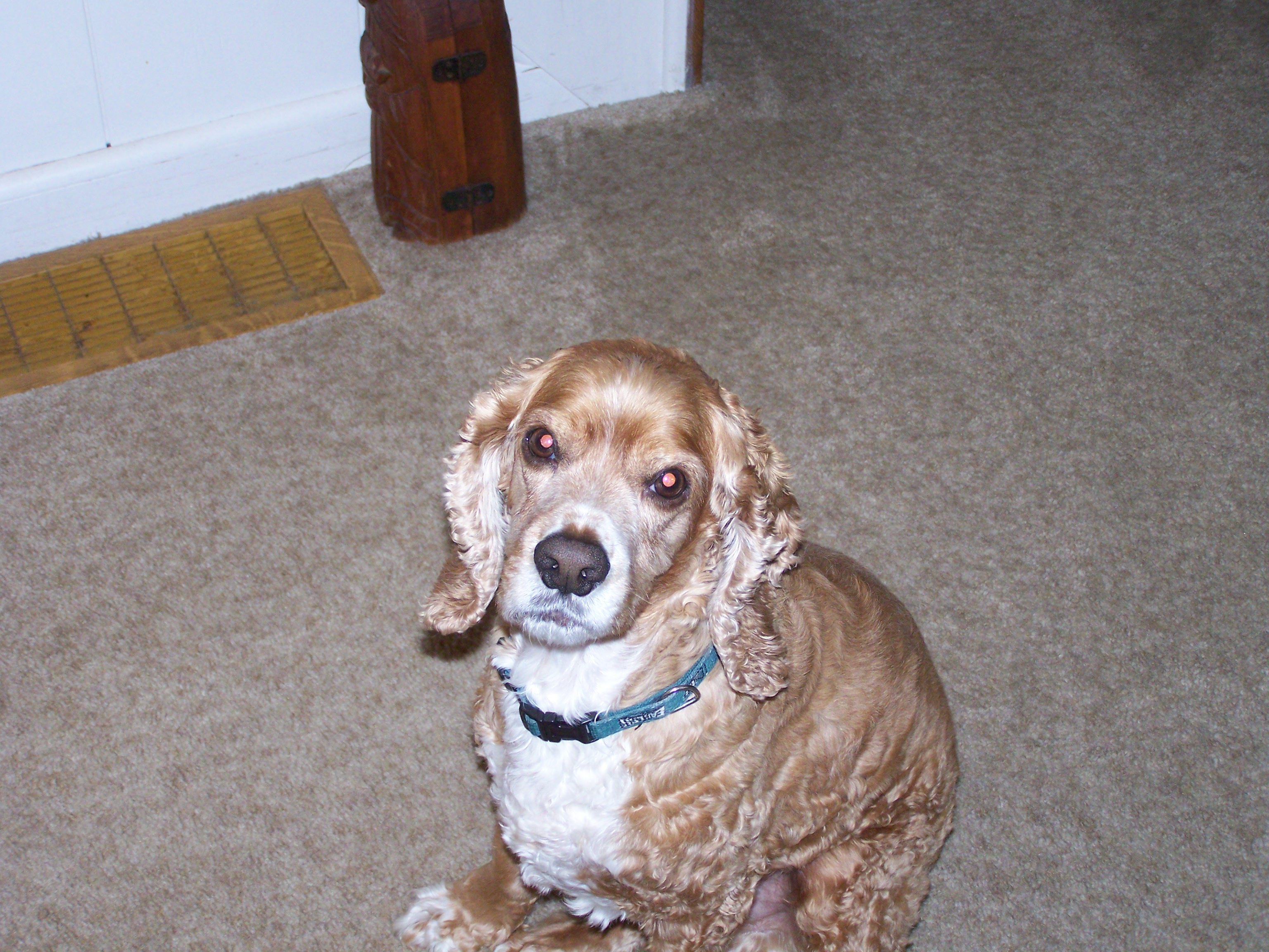 No, Mom! I don't want a haircut!